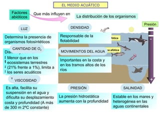 EL MEDIO ACUÁTICO
Factores
abióticos
Que más influyen en
La distribución de los organismos
LUZ
Determina la presencia de
organismos fotosintéticos
Disminuye con la
profundidad, existe la zona
fótica (iluminada) y la zona
afótica (con apenas luz y
sin fotosintéticos)
Zona fótica
Zona afótica
TEMPERATURA
Menos variable que en los
terrestres, cambia en
función de la distancia a la
costa y profundidad (A más
de 300 m 2ºC constante)
PRESIÓN
La presión hidrostática
aumenta con la profundidad
Presión
-
+
SALINIDAD
Estable en los mares y
heterogénea en las
aguas continentales
CANTIDAD DE O2
Menor que en los
ecosistemas terrestres
(21% frente a 1%), limita a
los seres acuáticos
VISCOSIDAD
Es alta, facilita su
suspensión en el agua y
dificulta su desplazamiento
DENSIDAD
Responsable de la
flotabilidad
MOVIMIENTOS DEL AGUA
Importantes en la costa y
en los tramos altos de los
ríos
 
