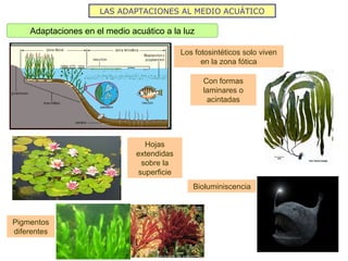 LAS ADAPTACIONES AL MEDIO ACUÁTICO
Adaptaciones en el medio acuático a la luz
Los fotosintéticos solo viven
en la zona fótica
Con formas
laminares o
acintadas
Hojas
extendidas
sobre la
superficie
Pigmentos
diferentes
Bioluminiscencia
 