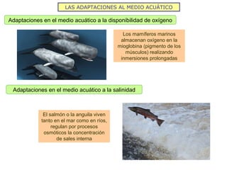 LAS ADAPTACIONES AL MEDIO ACUÁTICO
Adaptaciones en el medio acuático a la disponibilidad de oxígeno
Los mamíferos marinos
almacenan oxígeno en la
mioglobina (pigmento de los
músculos) realizando
inmersiones prolongadas
Adaptaciones en el medio acuático a la salinidad
El salmón o la anguila viven
tanto en el mar como en ríos,
regulan por procesos
osmóticos la concentración
de sales interna
 