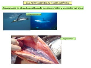 LAS ADAPTACIONES AL MEDIO ACUÁTICO
Adaptaciones en el medio acuático a la elevada densidad y viscosidad del agua
Forma hidrodinámica
Vejiga natatoria
 
