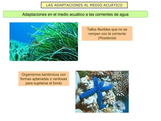 LAS ADAPTACIONES AL MEDIO ACUÁTICO
Adaptaciones en el medio acuático a las corrientes de agua
Tallos flexibles que no se
rompen con la corriente
(Posidonia)
Organismos bentónicos con
formas aplanadas o ventosas
para sujetarse al fondo
 