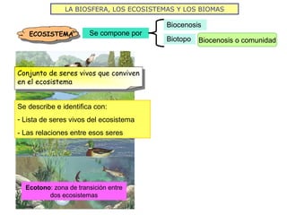 LA BIOSFERA, LOS ECOSISTEMAS Y LOS BIOMAS
Se compone por
Biocenosis
Biotopo
ECOSISTEMA
Biocenosis o comunidad
Conjunto de seres vivos que conviven
en el ecosistema
Se describe e identifica con:
- Lista de seres vivos del ecosistema
- Las relaciones entre esos seres
Ecotono: zona de transición entre
dos ecosistemas
 