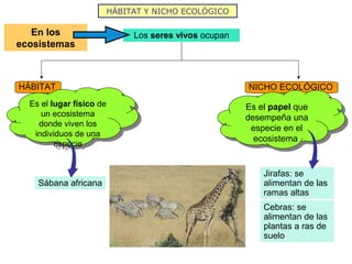 HÁBITAT Y NICHO ECOLÓGICO
Jirafas: se
alimentan de las
ramas altas
Sábana africana
Los seres vivos ocupanEn los
ecosistemas
HÁBITAT NICHO ECOLÓGICO
Es el lugar físico de
un ecosistema
donde viven los
individuos de una
especie
Es el lugar físico de
un ecosistema
donde viven los
individuos de una
especie
Es el papel que
desempeña una
especie en el
ecosistema
Es el papel que
desempeña una
especie en el
ecosistema
Cebras: se
alimentan de las
plantas a ras de
suelo
 