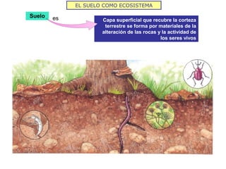 EL SUELO COMO ECOSISTEMA
Capa superficial que recubre la corteza
terrestre se forma por materiales de la
alteración de las rocas y la actividad de
los seres vivos
Suelo es
 