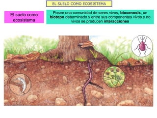 EL SUELO COMO ECOSISTEMA
El suelo como
ecosistema
Posee una comunidad de seres vivos, biocenosis, un
biotopo determinado y entre sus componentes vivos y no
vivos se producen interacciones
 