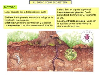 EL SUELO COMO ECOSISTEMA
BIOTOPO
Lugar ocupado por la biocenosis del suelo
El clima: Participa en la formación e influye en la
vegetación que sustenta
El relieve: Condiciona la infiltración y la erosión
La temperatura: Las altas aceleran su formación
La luz: Solo en la parte superficial
La composición gaseosa: Con la
profundidad disminuye el O2 y aumenta
el CO2
La concentración de sales: Varía con
la actividad de los seres vivos y la
alteración de las rocas
 