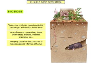 EL SUELO COMO ECOSISTEMA
BIOCENOSIS
Plantas que producen materia orgánica y
contribuyen a la erosión de las rocas
Animales como musarañas y topos
(mamíferos), anélidos, insectos,
arácnidos, etc…
Hongos y bacterias descomponen la
materia orgánica y forman el humus
 