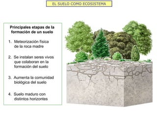 EL SUELO COMO ECOSISTEMA
1. Meteorización física
de la roca madre
2. Se instalan seres vivos
que colaboran en la
formación del suelo
3. Aumenta la comunidad
biológica del suelo
4. Suelo maduro con
distintos horizontes
Principales etapas de la
formación de un suelo
 