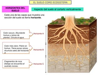 EL SUELO COMO ECOSISTEMA
HORIZONTES DEL
SUELO
Aspecto del suelo al cortarlo verticalmente
Cada una de las capas que muestra una
sección del suelo se llama horizonte.
Horizonte A
Horizonte B
Horizonte C
Color oscuro. Abundante
humus y raíces de
plantas. Circula el agua.
Color más claro. Pobre en
humus. Tiene pocas raíces.
Acumula sales del horizonte
A
Fragmentos de roca.
Debajo se encuentra el
sustrato rocoso.
 