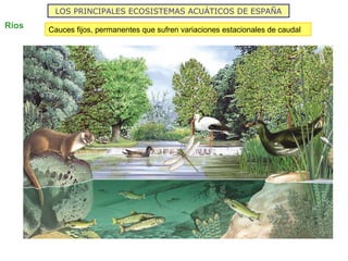 LOS PRINCIPALES ECOSISTEMAS ACUÁTICOS DE ESPAÑA
Ríos Cauces fijos, permanentes que sufren variaciones estacionales de caudal
 