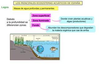 LOS PRINCIPALES ECOSISTEMAS ACUÁTICOS DE ESPAÑA
Lagos Masas de agua profundas y permanentes
Zona superficial
Zona iluminada
Debido
a la profundidad se
diferencian zonas Fondo
Donde viven plantas acuáticas y
algas (productores)
Abundan los descomponedores que degradan
la materia orgánica que cae de arriba
 