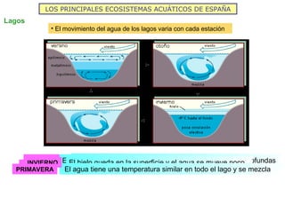 LOS PRINCIPALES ECOSISTEMAS ACUÁTICOS DE ESPAÑA
Lagos
• El movimiento del agua de los lagos varia con cada estación
VERANO El agua caliente de arriba no se mezcla con la fría de abajo
OTOÑO
El agua de la superficie se enfría y desciende. Las aguas profundas
suben y traen nutrientes producidos por los descomponedores
INVIERNO El hielo queda en la superficie y el agua se mueve poco
PRIMAVERA El agua tiene una temperatura similar en todo el lago y se mezcla
 