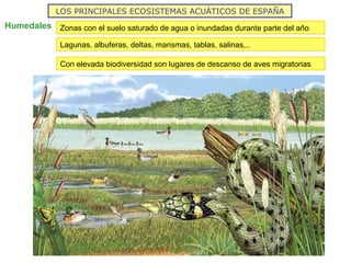 LOS PRINCIPALES ECOSISTEMAS ACUÁTICOS DE ESPAÑA
Humedales Zonas con el suelo saturado de agua o inundadas durante parte del año
Lagunas, albuferas, deltas, marismas, tablas, salinas,..
Con elevada biodiversidad son lugares de descanso de aves migratorias
 