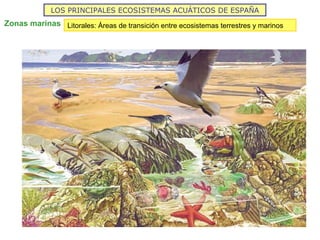LOS PRINCIPALES ECOSISTEMAS ACUÁTICOS DE ESPAÑA
Zonas marinas Litorales: Áreas de transición entre ecosistemas terrestres y marinos
 