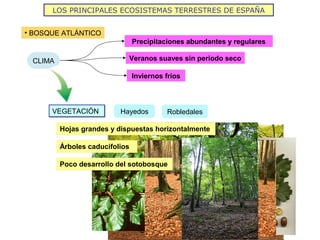 LOS PRINCIPALES ECOSISTEMAS TERRESTRES DE ESPAÑA
• BOSQUE ATLÁNTICO
CLIMA
Precipitaciones abundantes y regulares
Veranos suaves sin periodo seco
Inviernos fríos
VEGETACIÓNVEGETACIÓN Hayedos Robledales
Hojas grandes y dispuestas horizontalmente
Árboles caducifolios
Poco desarrollo del sotobosque
 