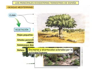 LOS PRINCIPALES ECOSISTEMAS TERRESTRES DE ESPAÑA
• BOSQUE MEDITERRÁNEO
CLIMA
Precipitaciones desiguales: escasa en invierno,
abundante en primavera y otoño y casi nula en verano
Altas temperaturas en verano e invierno suave
VEGETACIÓNVEGETACIÓN Encinas Alcornoques
Hojas pequeñas cubiertas con ceras o con pelos en el envés
Árboles perennifolios
Sotobosque desarrollado
Dehesa Encinares y alcornocales aclarados por la
actividad humana
 