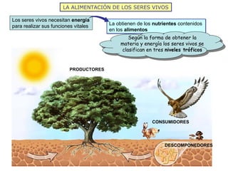 LA ALIMENTACIÓN DE LOS SERES VIVOS
La obtienen de los nutrientes contenidos
en los alimentos
La obtienen de los nutrientes contenidos
en los alimentos
Los seres vivos necesitan energía
para realizar sus funciones vitales
PRODUCTORES
CONSUMIDORES
Según la forma de obtener la
materia y energía los seres vivos se
clasifican en tres niveles tróficos
DESCOMPONEDORES
 