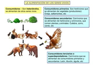 LA ALIMENTACIÓN DE LOS SERES VIVOS
Consumidores – Son heterótrofos,
se alimentan de otros seres vivos
Consumidores primarios: Son herbívoros que
se alimentan de vegetales (productores):
Oveja, saltamontes, etc
Consumidores primarios: Son herbívoros que
se alimentan de vegetales (productores):
Oveja, saltamontes, etc
Consumidores secundarios: Carnívoros que
se alimentan de herbívoros y omnívoros, que
comen plantas y animales: Culebra, zorro,
cerdo, etc
Consumidores secundarios: Carnívoros que
se alimentan de herbívoros y omnívoros, que
comen plantas y animales: Culebra, zorro,
cerdo, etc
Consumidores terciarios o
superdepredadores: Carnívoros que se
alimentan de consumidores primarios y
secundarios: León, tiburón, águila, etc
Consumidores terciarios o
superdepredadores: Carnívoros que se
alimentan de consumidores primarios y
secundarios: León, tiburón, águila, etc
 