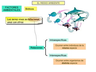 EL MEDIO AMBIENTE
FACTORES
AMBIENTALES Bióticos
Los seres vivos se relacionan
unos con otros
Relaciones
Intraespecíficas
Interespecíficas
Ocurren entre individuos de la
misma especie
Ocurren entre organismos de
distinta especie
 