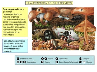 LA ALIMENTACIÓN DE LOS SERES VIVOS
Descomponedores –
Se nutren
descomponiendo la
materia orgánica
procedente de los otros
seres vivos produciendo
sustancias inorgánicas
que pueden ser usadas
nuevamente por los
productores en la
fotosíntesis.
1 Lombriz de tierra.
2 3 4 Escarabajos.
Moscas5 6
7 Ácaros
8 Colémbolos
9 Cochinillas de la humedad
10 Ciempiés
11 Hongos12
Son algunos animales
(lombrices, insectos,
larvas,..), pero sobre
todo bacterias y
hongos
Son algunos animales
(lombrices, insectos,
larvas,..), pero sobre
todo bacterias y
hongos
 