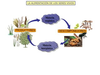 LA ALIMENTACIÓN DE LOS SERES VIVOS
DESCOMPONEDORESPRODUCTORES
Materia
orgánica
Materia
orgánica
Materia
inorgánica
Materia
inorgánica
 