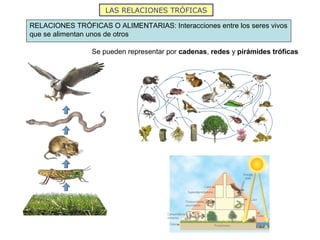 LAS RELACIONES TRÓFICAS
RELACIONES TRÓFICAS O ALIMENTARIAS: Interacciones entre los seres vivos
que se alimentan unos de otros
Se pueden representar por cadenas, redes y pirámides tróficas
 