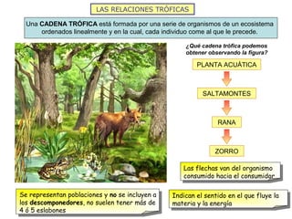 LAS RELACIONES TRÓFICAS
Una CADENA TRÓFICA está formada por una serie de organismos de un ecosistema
ordenados linealmente y en la cual, cada individuo come al que le precede.
¿Qué cadena trófica podemos
obtener observando la figura?
PLANTA ACUÁTICA
SALTAMONTES
RANA
ZORRO
Las flechas van del organismo
consumido hacia el consumidor
Indican el sentido en el que fluye la
materia y la energía
Se representan poblaciones y no se incluyen a
los descomponedores, no suelen tener más de
4 ó 5 eslabones
 