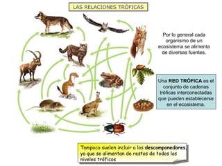 LAS RELACIONES TRÓFICAS
Una RED TRÓFICA es el
conjunto de cadenas
tróficas interconectadas
que pueden establecerse
en el ecosistema.
Por lo general cada
organismo de un
ecosistema se alimenta
de diversas fuentes.
Tampoco suelen incluir a los descomponedores,
ya que se alimentan de restos de todos los
niveles tróficos
 