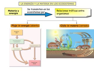 LA ENERGÍA Y LA MATERIA EN LOS ECOSISTEMAS
Relaciones tróficas entre
organismos
Materia y
energía
Flujo de energía (abierto)
Se transmiten en los
ecosistemas por
Ciclo de materia (cerrado)
 