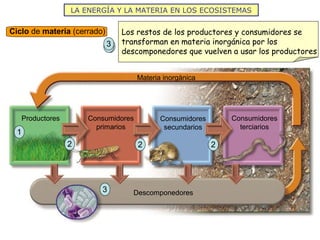 LA ENERGÍA Y LA MATERIA EN LOS ECOSISTEMAS
Ciclo de materia (cerrado)
Productores Consumidores
primarios
Consumidores
secundarios
Consumidores
terciarios
Materia inorgánica
Descomponedores
1
Los productores consumen materia inorgánica y la
transforman en orgánica1
2 2 2
La materia orgánica va pasando por los diferentes
niveles tróficos2
3
Los restos de los productores y consumidores se
transforman en materia inorgánica por los
descomponedores que vuelven a usar los productores
3
 