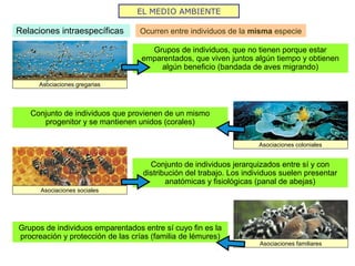 EL MEDIO AMBIENTE
Relaciones intraespecíficas Ocurren entre individuos de la misma especie
Asociaciones gregarias
Grupos de individuos, que no tienen porque estar
emparentados, que viven juntos algún tiempo y obtienen
algún beneficio (bandada de aves migrando)
Asociaciones coloniales
Conjunto de individuos que provienen de un mismo
progenitor y se mantienen unidos (corales)
Asociaciones sociales
Conjunto de individuos jerarquizados entre sí y con
distribución del trabajo. Los individuos suelen presentar
anatómicas y fisiológicas (panal de abejas)
Asociaciones familiares
Grupos de individuos emparentados entre sí cuyo fin es la
procreación y protección de las crías (familia de lémures)
 