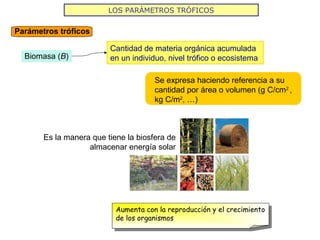LOS PARÁMETROS TRÓFICOS
Parámetros tróficos
Biomasa (B)
Cantidad de materia orgánica acumulada
en un individuo, nivel trófico o ecosistema
Se expresa haciendo referencia a su
cantidad por área o volumen (g C/cm2
,
kg C/m2
, …)
Es la manera que tiene la biosfera de
almacenar energía solar
Aumenta con la reproducción y el crecimiento
de los organismos
 