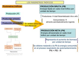 LOS PARÁMETROS TRÓFICOS
Parámetros tróficos
Consumidores 
alimento asimilado/alimento ingerido
En ambos casos hay
que diferenciar
Producción (P)
Producción primaria
Producción secundaria
PRODUCCIÓN BRUTA (PB)
Energía fijada en cada nivel trófico por
unidad de tiempo
PRODUCCIÓN NETA (PN)
Energía almacenada en cada nivel
trófico por unidad de tiempo
Representa el aumento de biomasa
por unidad de tiempo
Se obtiene restando a la Pb la energía consumida
en el proceso respiratorio de automantenimiento
PN = PB - R
Productores  total fotosintetizado/ día o año
 