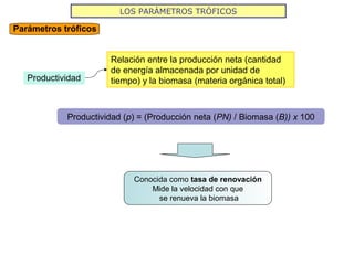 LOS PARÁMETROS TRÓFICOS
Parámetros tróficos
Productividad
Relación entre la producción neta (cantidad
de energía almacenada por unidad de
tiempo) y la biomasa (materia orgánica total)
Productividad (p) = (Producción neta (PN) / Biomasa (B)) x 100
Conocida como tasa de renovación
Mide la velocidad con que
se renueva la biomasa
 