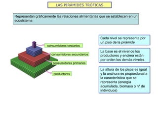 LAS PIRÁMIDES TRÓFICAS
productores
Representan gráficamente las relaciones alimentarias que se establecen en un
ecosistema
Cada nivel se representa por
un piso de la pirámide
Cada nivel se representa por
un piso de la pirámide
La base es el nivel de los
productores y encima están
por orden los demás niveles
La base es el nivel de los
productores y encima están
por orden los demás niveles
consumidores primarios
consumidores secundarios
consumidores terciarios
La altura de los pisos es igual
y la anchura es proporcional a
la característica que se
representa (energía
acumulada, biomasa o nº de
individuos)
La altura de los pisos es igual
y la anchura es proporcional a
la característica que se
representa (energía
acumulada, biomasa o nº de
individuos)
 