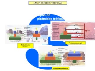 LAS PIRÁMIDES TRÓFICAS
3
Tipos de
pirámides tróficas
Pirámide de energía
Pirámides de
biomasa
Pirámides de números
 