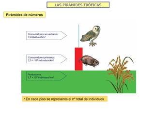 LAS PIRÁMIDES TRÓFICAS
Pirámides de números
• En cada piso se representa el nº total de individuos
 