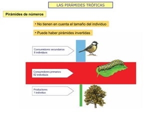 LAS PIRÁMIDES TRÓFICAS
Pirámides de números
• No tienen en cuenta el tamaño del individuo
• Puede haber pirámides invertidas
 