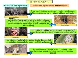 EL MEDIO AMBIENTE
Relaciones interespecíficas Ocurren entre organismos de distinta especie
Mutualismo
Dos o más individuos se asocian y resultan beneficiados.
Si su dependencia es muy alta se habla de simbiosis
Comensalismo
Un individuo (comensal) se alimenta de los restos de
comida o productos liberados por otro organismo al que le
resulta indiferente (escarabajos que se alimentan de
excrementos)
Inquilinismo
Un individuo (inquilino) se refugia en el cuerpo o en algún
resto de otro ser vivo, sin perjudicarlo (cangrejo ermitaño)
Parasitismo
Un individuo (parásito) vive a costa de otro (huésped) al
que perjudica sin causarle la muerte (cochinilla y chumbera)
Depredación
Un individuo (depredador) mata y consume total o
parcialmente a otro (presa) para alimentarse (leopardo y
gacela)
 