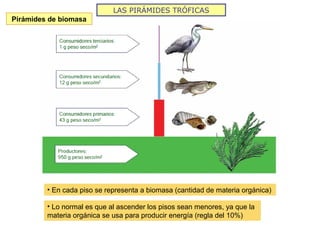 LAS PIRÁMIDES TRÓFICAS
Pirámides de biomasa
• En cada piso se representa a biomasa (cantidad de materia orgánica)
• Lo normal es que al ascender los pisos sean menores, ya que la
materia orgánica se usa para producir energía (regla del 10%)
 
