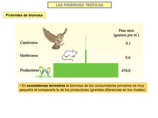 LAS PIRÁMIDES TRÓFICAS
Pirámides de biomasa
• En ecosistemas terrestres la biomasa de los consumidores primarios es muy
pequeña al compararla la de los productores (grandes diferencias en los niveles)
 