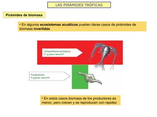 LAS PIRÁMIDES TRÓFICAS
Pirámides de biomasa
• En algunos ecosistemas acuáticos pueden darse casos de pirámides de
biomasa invertidas
• En estos casos biomasa de los productores es
menor, pero crecen y se reproducen con rapidez
 