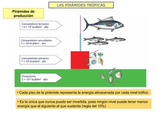 LAS PIRÁMIDES TRÓFICAS
Pirámides de
producción
• Cada piso de la pirámide representa la energía almacenada por cada nivel trófico
• Es la única que nunca puede ser invertida, pues ningún nivel puede tener menos
energía que el siguiente al que sustenta (regla del 10%)
 