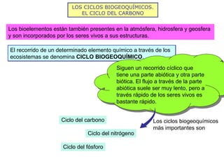 LOS CICLOS BIOGEOQUÍMICOS.
EL CICLO DEL CARBONO
Los bioelementos están también presentes en la atmósfera, hidrosfera y geosfera
y son incorporados por los seres vivos a sus estructuras.
El recorrido de un determinado elemento químico a través de los
ecosistemas se denomina CICLO BIOGEOQUÍMICO.
El recorrido de un determinado elemento químico a través de los
ecosistemas se denomina CICLO BIOGEOQUÍMICO.
Ciclo del carbono
Siguen un recorrido cíclico que
tiene una parte abiótica y otra parte
biótica. El flujo a través de la parte
abiótica suele ser muy lento, pero a
través rápido de los seres vivos es
bastante rápido.
Siguen un recorrido cíclico que
tiene una parte abiótica y otra parte
biótica. El flujo a través de la parte
abiótica suele ser muy lento, pero a
través rápido de los seres vivos es
bastante rápido.
Los ciclos biogeoquímicos
más importantes son
Ciclo del nitrógeno
Ciclo del fósforo
 