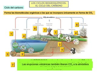 LOS CICLOS BIOGEOQUÍMICOS.
EL CICLO DEL CARBONO
Ciclo del carbono
Forma las biomoléculas orgánicas a las que se incorpora únicamente en forma de CO2
1
1
Los seres AUTÓTROFOS captan el carbono en forma de CO2, de
la atmósfera (ecosistemas terrestres) o disuelto en agua
(ecosistemas acuáticos) y lo convierten en materia orgánica
(fotosíntesis).
1
2
2 A través de las cadenas tróficas pasa a los demás niveles tróficos
2
3
3
Algunos organismos marinos usan el CO2 disuelto en el agua para
formar sus conchas y esqueletos. Con el tiempo se transforman en
rocas calizas (mayor reserva de C)
4
4
Por medio de la respiración celular, los productores, los
consumidores y los descomponedores utilizan la materia orgánica y
liberan CO2 a la atmósfera
4
5
Parte de los restos de los seres vivos pueden quedar enterrados y
con el tiempo se transformarán en combustibles fósiles
5
6
6
La combustión de biomasa vegetal y de combustibles fósiles libera
de nuevo CO2 a la atmósfera
6
7
7 Las erupciones volcánicas también liberan CO2 a la atmósfera
 