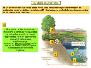 EL CICLO DEL FÓSFORO
Es un elemento escaso en los seres vivos, pero fundamental para la formación de
sustancias como los ácidos nucleicos, ATP , los huesos y los fosfolípidos (componentes
de las membranas celulares).
1
1
No se encuentra en la atmósfera.
La mayor parte del fósforo está
en rocas sedimentarias de origen
marino, que al erosionarse,
liberan fosfatos al medio
ambiente, que son utilizados por
los seres AUTÓTROFOS para
incorporarlo a su materia
orgánica.
2
2
A través de las cadenas tróficas
pasa a los demás niveles.
3
3
Los restos de los productores y
consumidores se descomponen
por los descomponedores que
liberan fosfatos que pueden usar
las plantas
4
4
Parte de los fosfatos son
arrastrados al mar donde desde
el fitoplacton pasan a las
cadenas tróficas
5
5
Una parte de los fosfatos se
incorpora a conchas y esqueletos
de animales acuáticos que al
depositarse forman sedimentos
que originarán rocas
sedimentarias
 