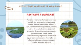 Ecosistemas acuáticos de agua dulce
Pantanos y marismas (humedales de agua
dulce). Son regiones terrestres que se
inundan durante buena parte del año, y
que pueden enfrentar igualmente períodos
breves de sequía. Suelen propiciar el
encuentro de ecosistemas acuáticos con
otros terrestres. Tienen suelos
característicos y vegetación tolerante al
agua. Las marismas están dominadas por
plantas herbáceas y los pantanos por
árboles leñosos o arbustos.
Pantanos y marismas
 