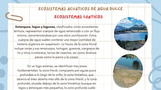 Ecosistemas acuáticos de agua dulce
Estanques, lagos y lagunas, clasificados como ecosistemas
lénticos, representan cuerpos de agua estancada o con un flujo
mínimo, caracterizándose por una clara zonificación. Estos
cuerpos de agua suelen contener una mayor cantidad de
materia orgánica en suspensión. La fauna de la zona litoral
incluye ranas y sus renacuajos, tortugas, gusanos, cangrejos de
río y otros crustáceos, larvas de insectos, así como diversos
peces como la perca y la carpa.
En un lago extenso, se identifican tres áreas
fundamentales: la zona litoral, compuesta por aguas poco
profundas a lo largo de la orilla; la zona limnética, que
abarca el área abierta más allá de la zona litoral; y la zona
profunda, situada debajo de la zona limnética (aunque en
lagos y estanques más pequeños, la zona profunda suele
ecosistemas lénticos
 