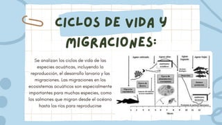 Ciclos de vida y
migraciones:
Se analizan los ciclos de vida de las
especies acuáticas, incluyendo la
reproducción, el desarrollo larvario y las
migraciones. Las migraciones en los
ecosistemas acuáticos son especialmente
importantes para muchas especies, como
los salmones que migran desde el océano
hasta los ríos para reproducirse
 