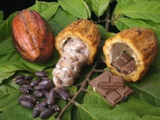 O chocolate puro é
feito de matérias-
primas chave, os grãos
de cacau e o açúcar.
 